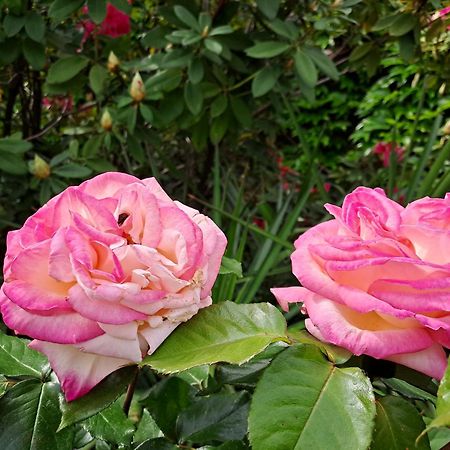 Gite 5 "Le Laurus" Aux Magnolias オーブナ エクステリア 写真