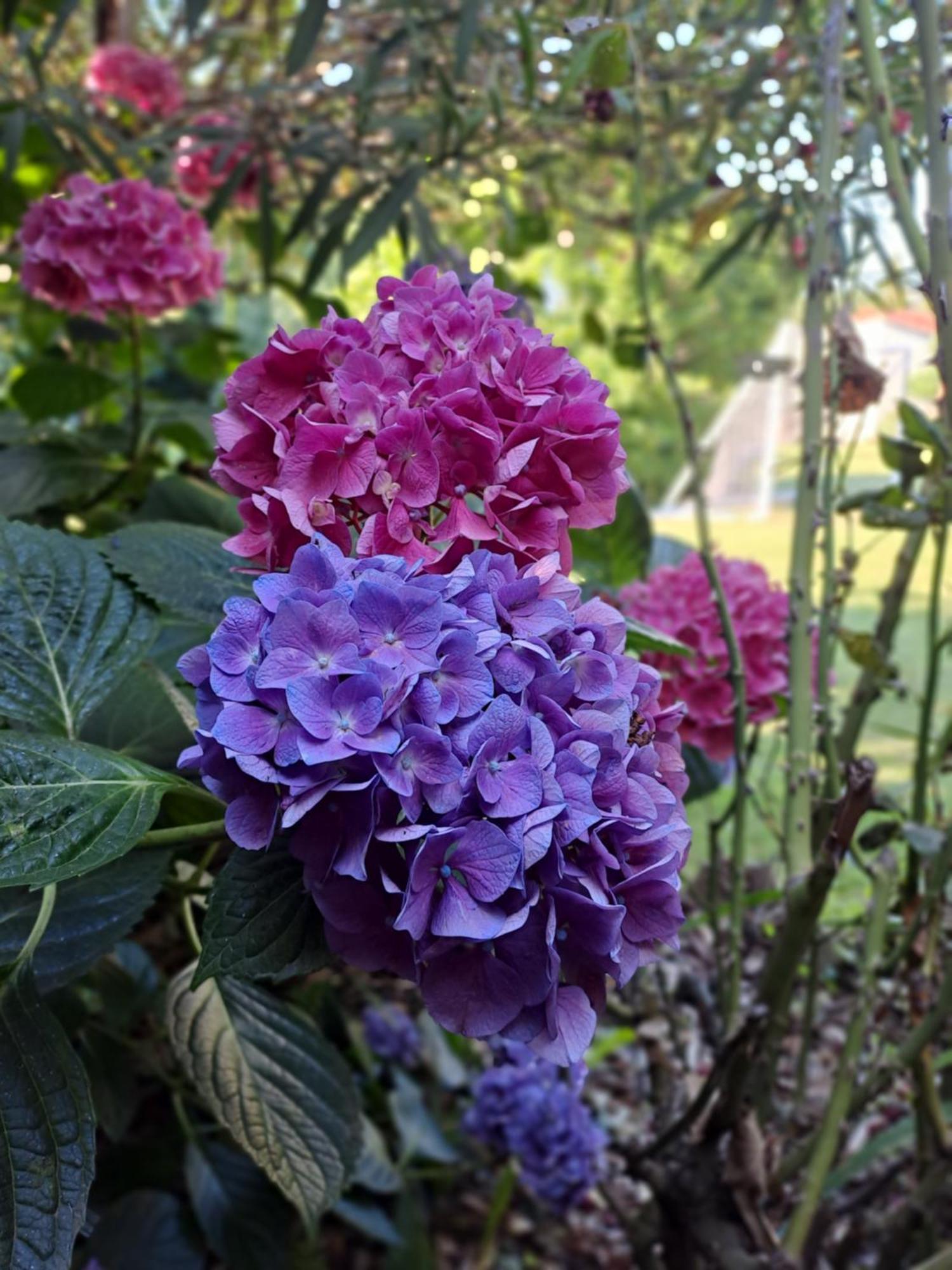 Gite 5 "Le Laurus" Aux Magnolias オーブナ エクステリア 写真
