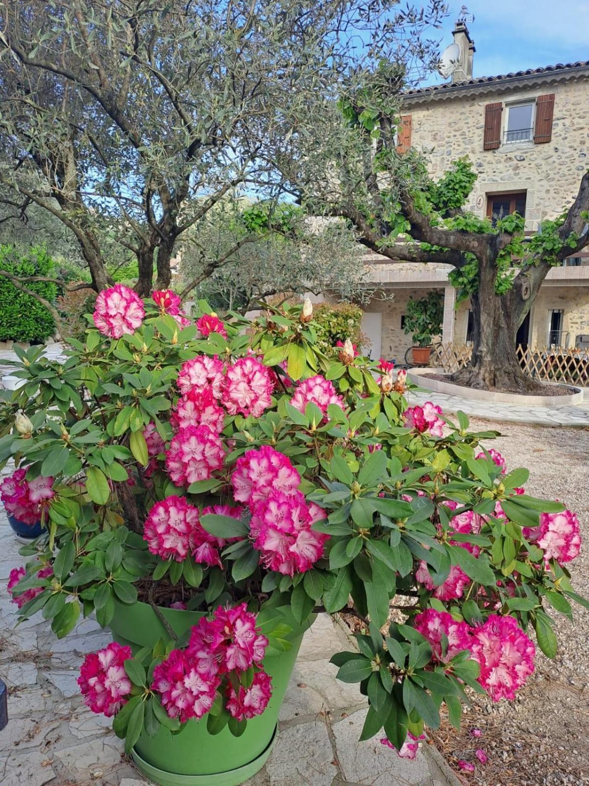 Gite 5 "Le Laurus" Aux Magnolias オーブナ エクステリア 写真