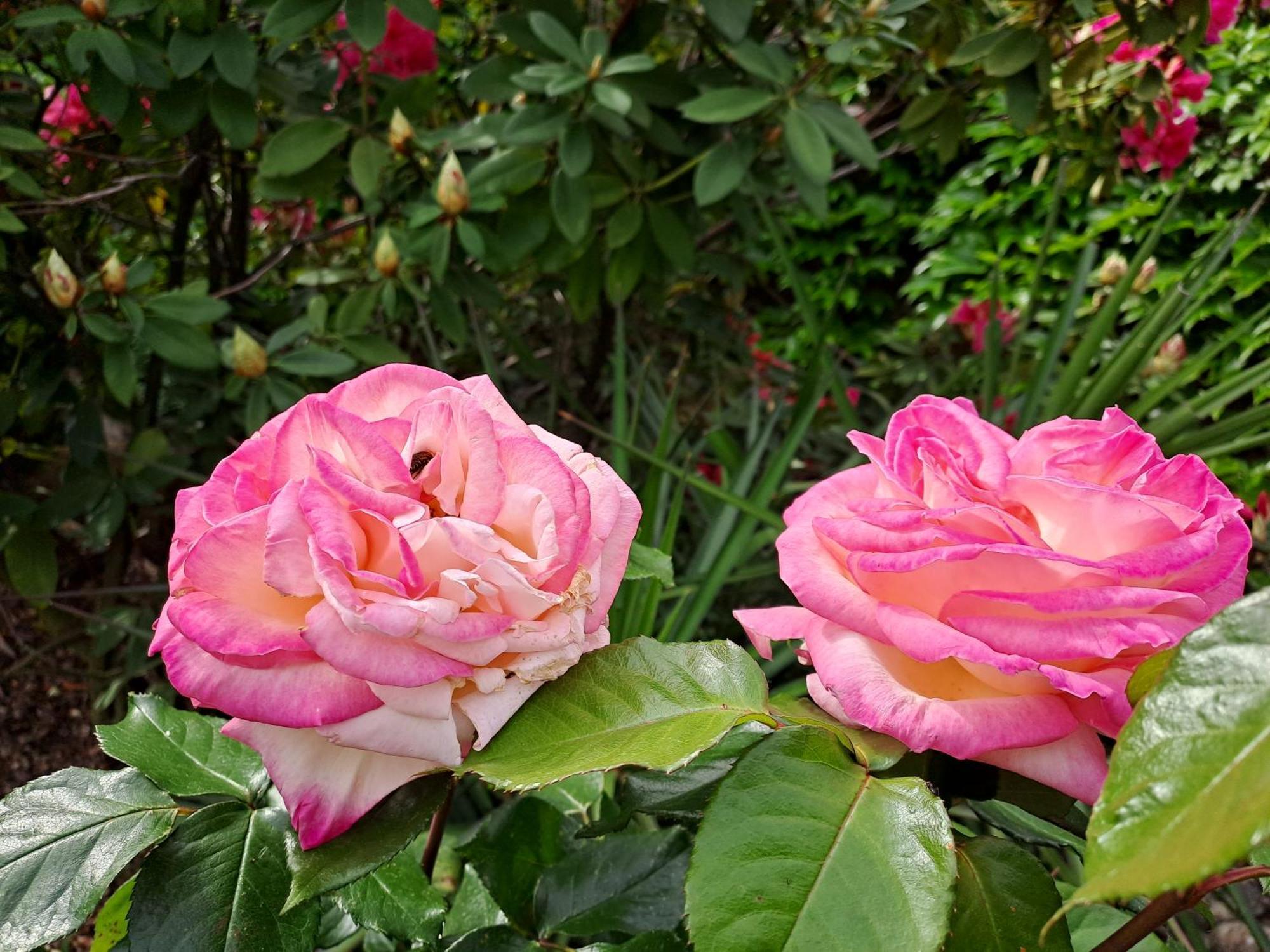 Gite 5 "Le Laurus" Aux Magnolias オーブナ エクステリア 写真
