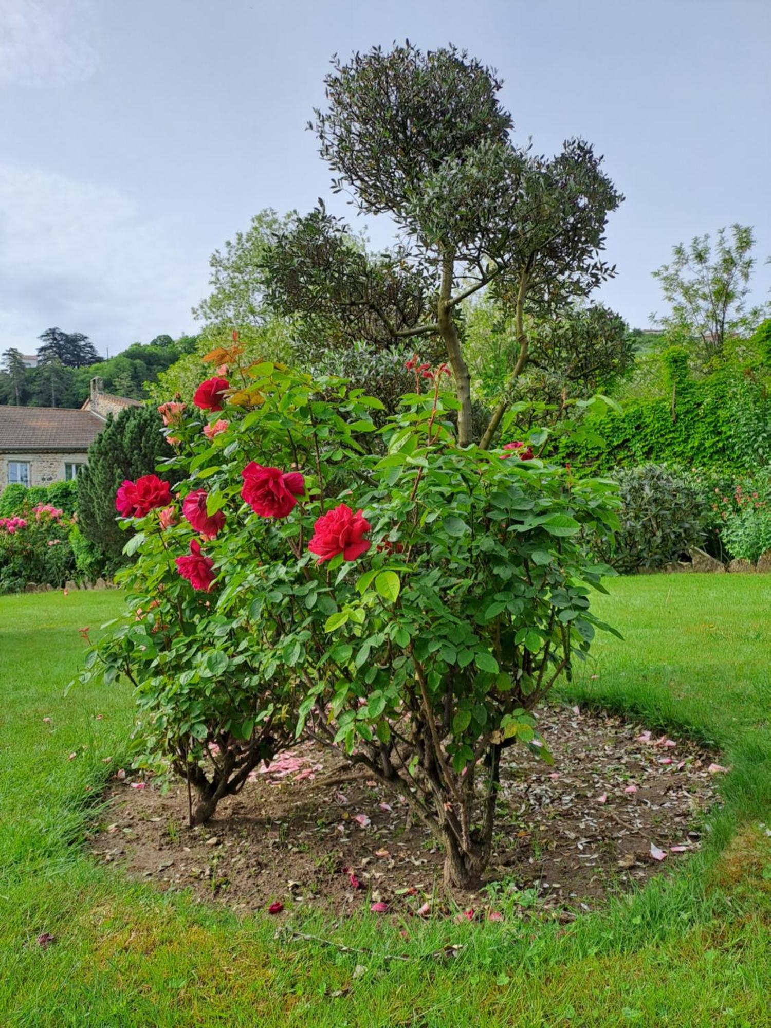 Gite 5 "Le Laurus" Aux Magnolias オーブナ エクステリア 写真